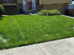 Imran A.'s grass maintenance service result