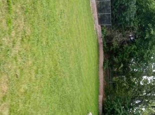 Tanya C.'s lawn care service result