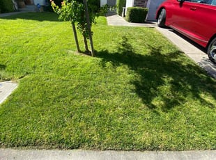 George H.'s lawn care service result
