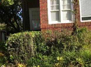 Brandon R.'s Bush Trimming service result