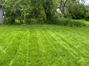 Shae C.'s grass maintenance service result