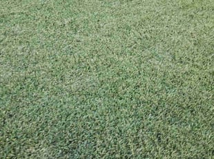 Matthew L.'s lawn care services service result
