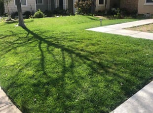 Cindy B.'s grass cutting service result
