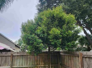 Paul N.'s Tree Care service result