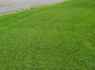 Christopher B.'s lawn care service result