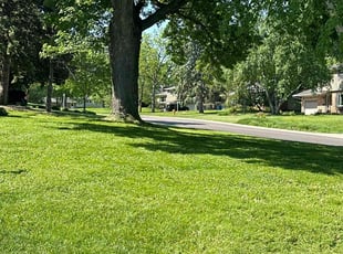 Mindy T.'s lawn care service result