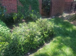 Audrey V.'s Bush Trimming service result