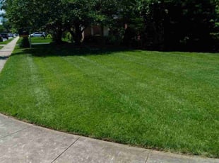 Lisa M.'s grass cutting service result