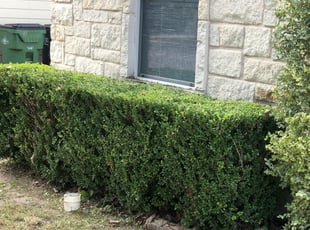 Monica W.'s Bush Trimming service result