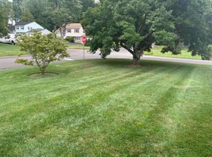 Shanel H.'s turf maintenance service result