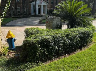 Dave C.'s Bush Trimming service result