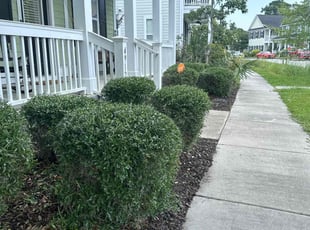 Alex H.'s lawn care service result