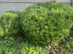 Leslie S.'s Bush Trimming service result