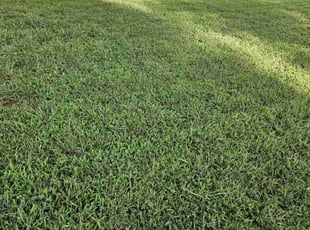Ruben N.'s turf maintenance service result