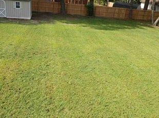 Chao Y.'s lawn service service result