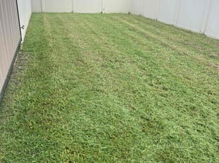 Jeff W.'s grass maintenance service result