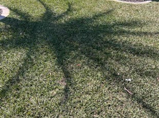 Chrystelle G.'s lawn maintenance service result