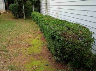 Robert M.'s Bush Trimming service result