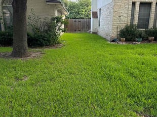 Jenae T.'s lawn care service result