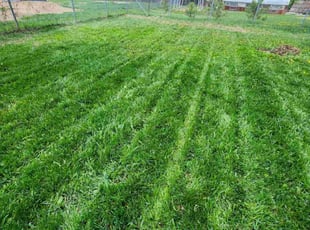 Russell C.'s lawn service service result