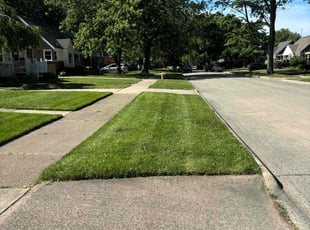 Alexis T.'s turf maintenance service result