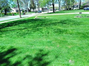 Maranda J.'s grass maintenance service result