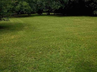 Corey P.'s lawn service service result