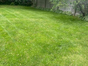 Anthony B.'s lawn care services service result