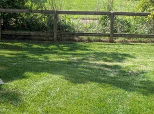 Elizabeth P.'s turf maintenance service result