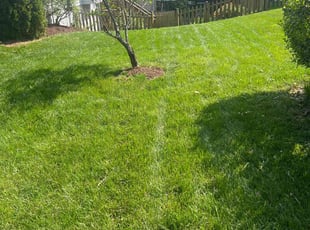 Shad T.'s lawn maintenance service result