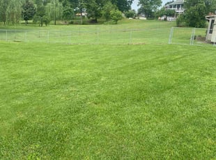 Chrisana B.'s turf care service result