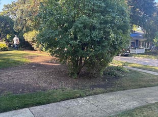 Mina G.'s Bush Trimming service result