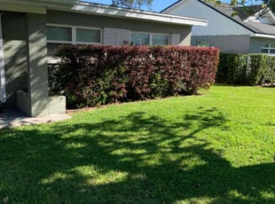 Sarah L.'s Bush Trimming service result