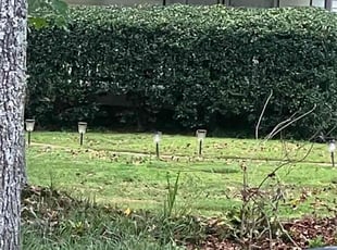 Regina R.'s Bush Trimming service result
