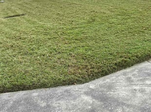 Andrea F.'s turf care service result