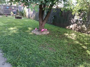 Sabrina R.'s grass maintenance service result