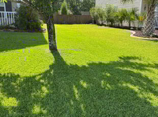 Stephanie H.'s Long Grass Cleanup service result