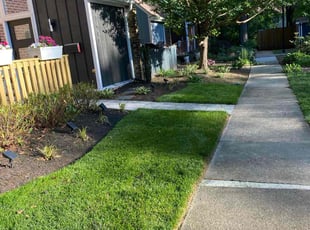 Rajinder S.'s turf care service result