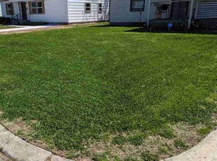 Mayowa I.'s turf maintenance service result