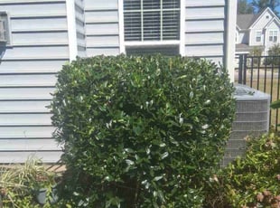 Kay R.'s lawn care service result