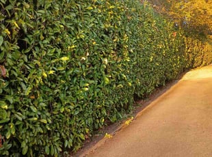 Thomas S.'s turf maintenance service result