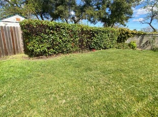 Stacie M.'s Bush Trimming service result