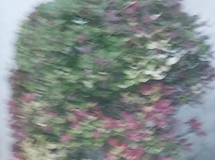 Zaida B.'s Bush Trimming service result