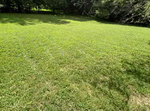 Richard R.'s lawn maintenance service result