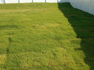 Christina S.'s turf maintenance service result