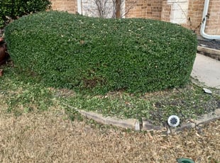 Anca L.'s Bush Trimming service result