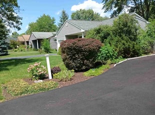 Patsy L.'s Bush Trimming service result