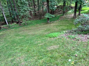 Britta R.'s lawn service service result