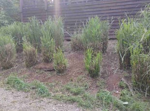 Mike M.'s Bush Trimming service result