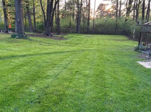 Sonya S.'s lawn service service result